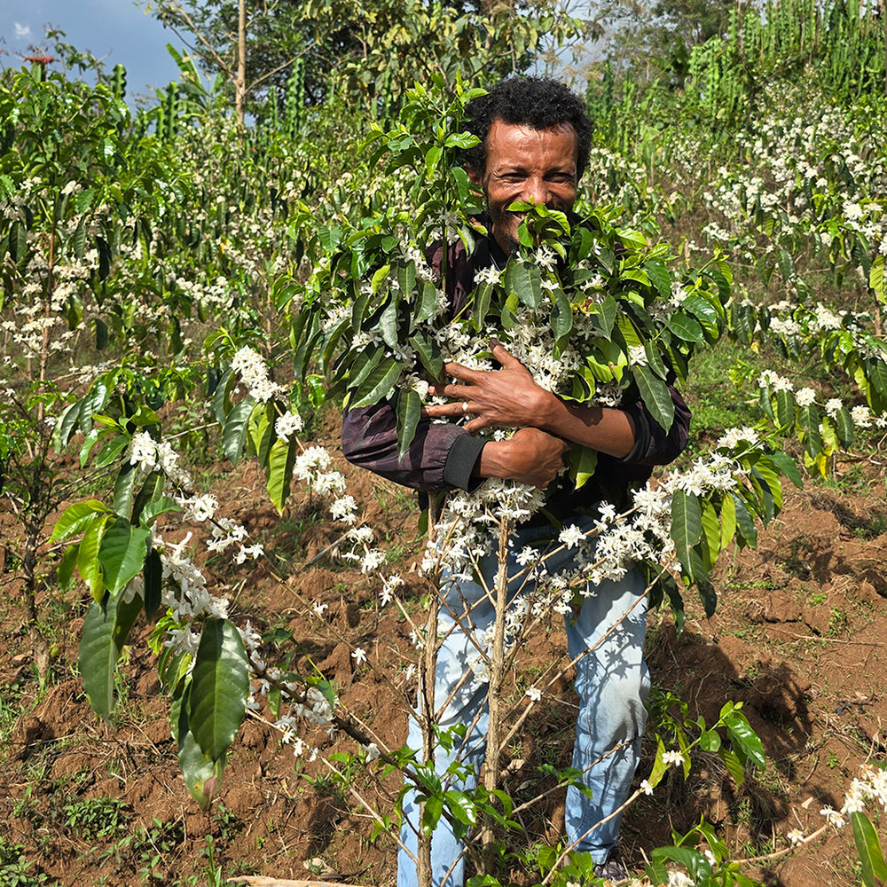 Ethiopia Shakisso - Cafeaua Alergătorului