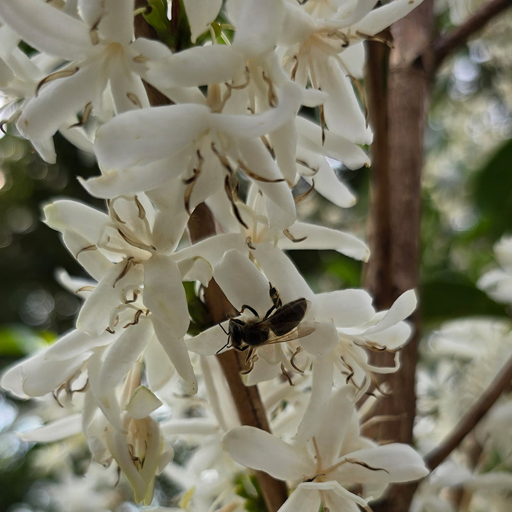 Ethiopia Shakisso - Cafeaua Alergătorului