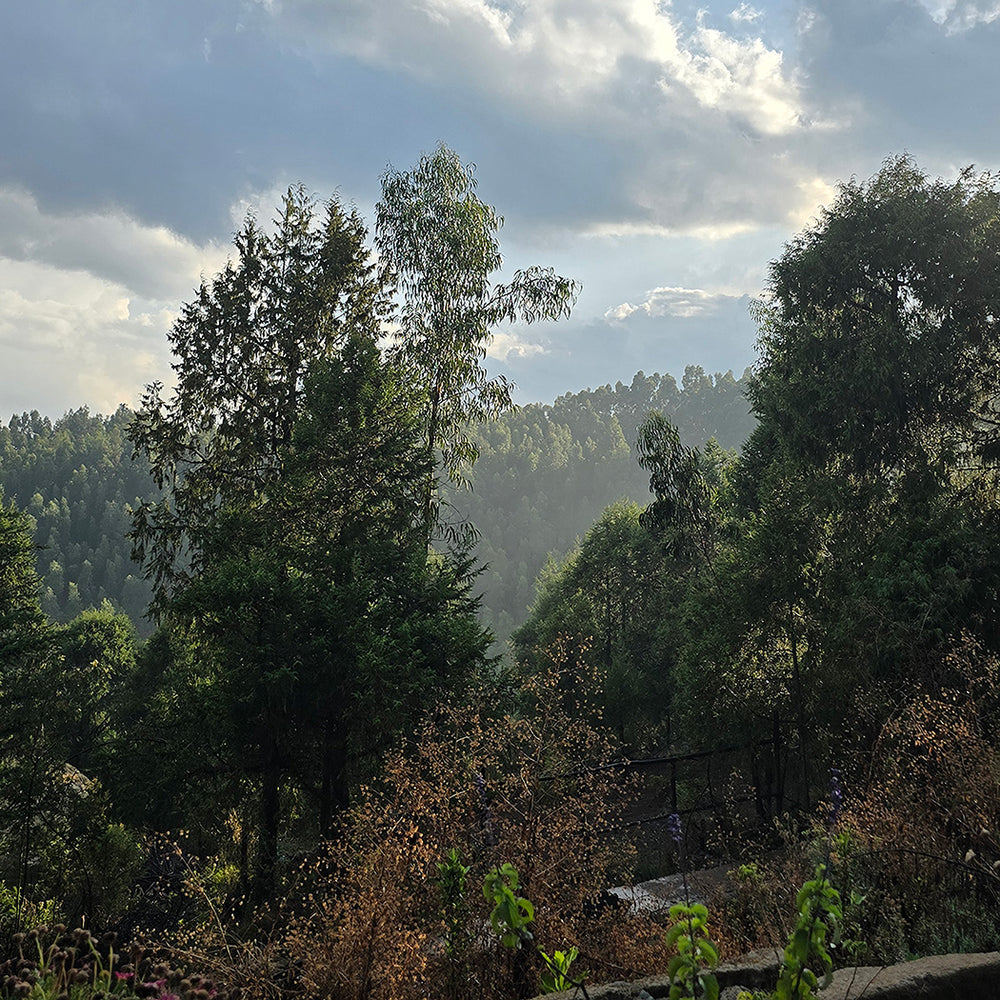 Ethiopia Shakisso - Cafeaua Alergătorului