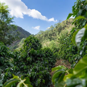 Guatemala Mintaka