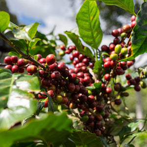 Guatemala Mintaka