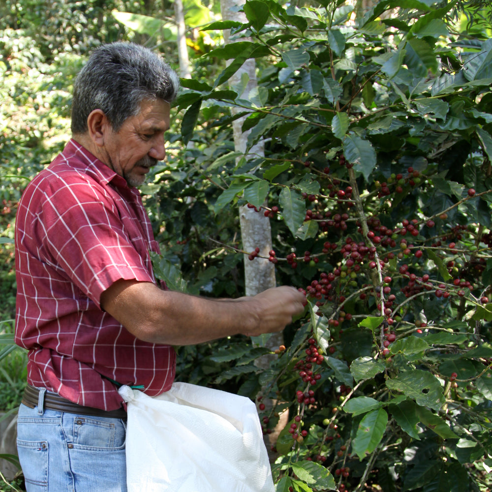 Honduras Ceiba – Olivo Coffee Culture