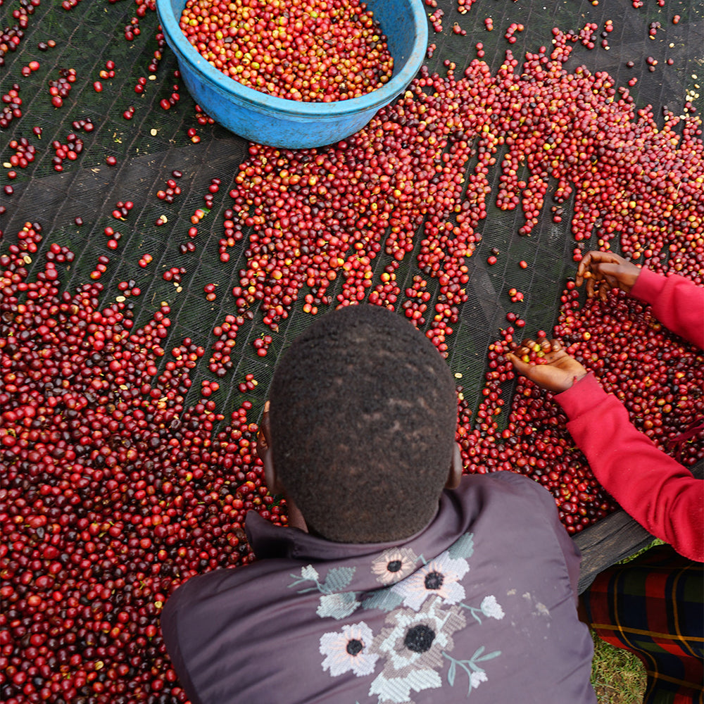 Uganda The Coffee Yard