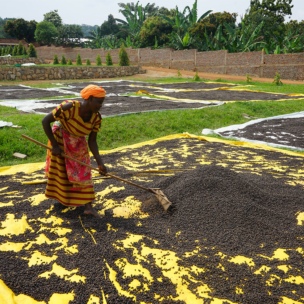 Uganda The Coffee Yard
