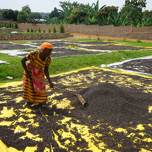 Uganda The Coffee Yard