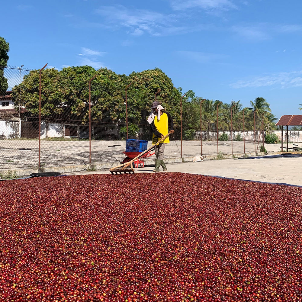 Indonesia Sukosari