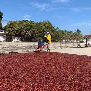 Indonesia Sukosari