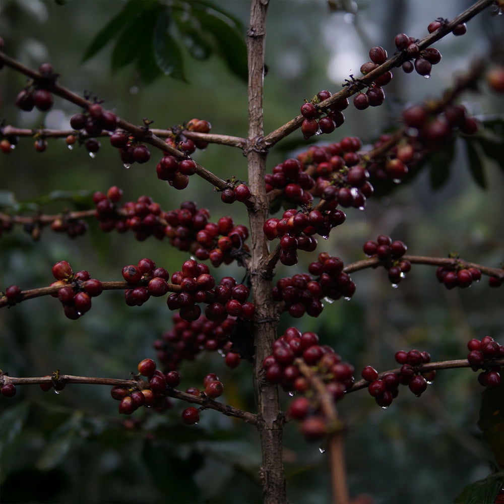 Indonesia Sukosari