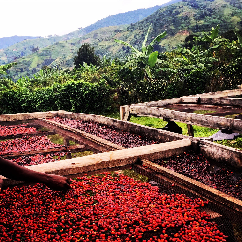 Uganda The Coffee Yard